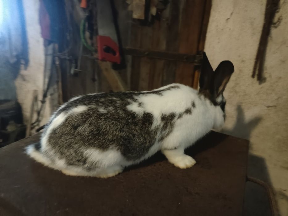 Samiec królika  nowozelancki