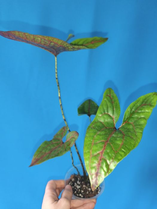 Циртосперма Jhonsonii