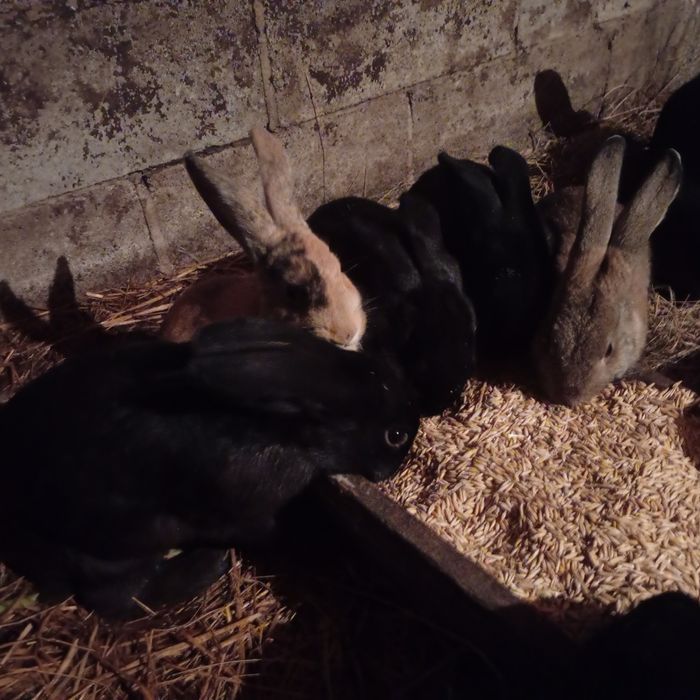 Продаю кроїв що саме вас цікавить самці є білі риже сивіші