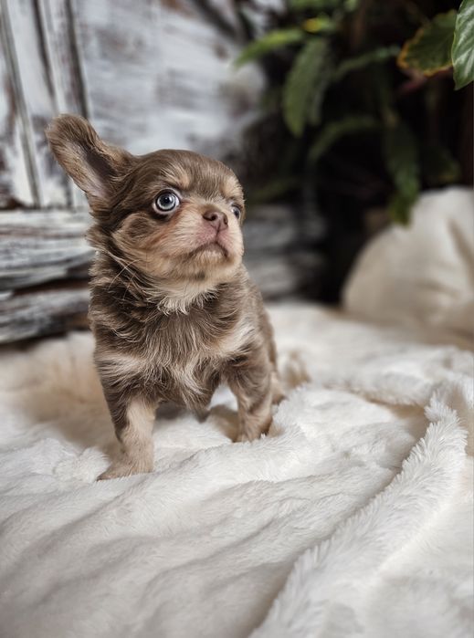 Chihuahua Zarezerwowany