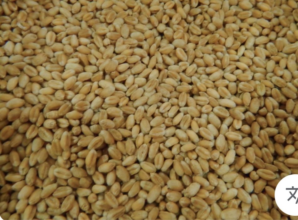 Продам пшеницю. Продам пшеницу!!!