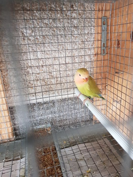 Agapornis roseicollis