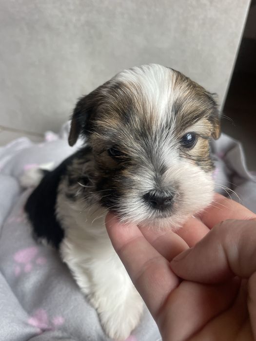 Flapi Tricolor Yorkshire Terrier piesek
