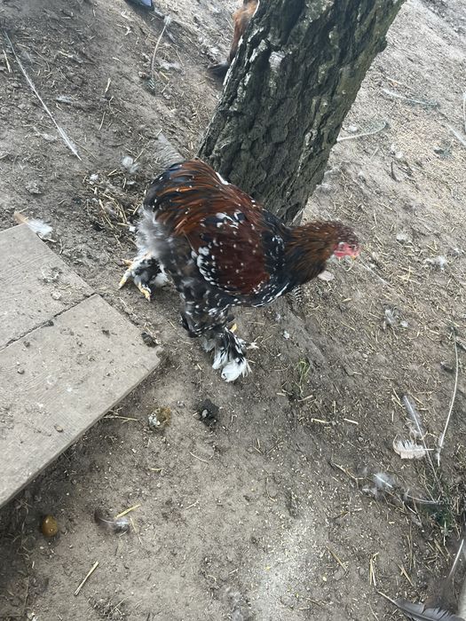 Kury ozdobne brahma olbrzymia