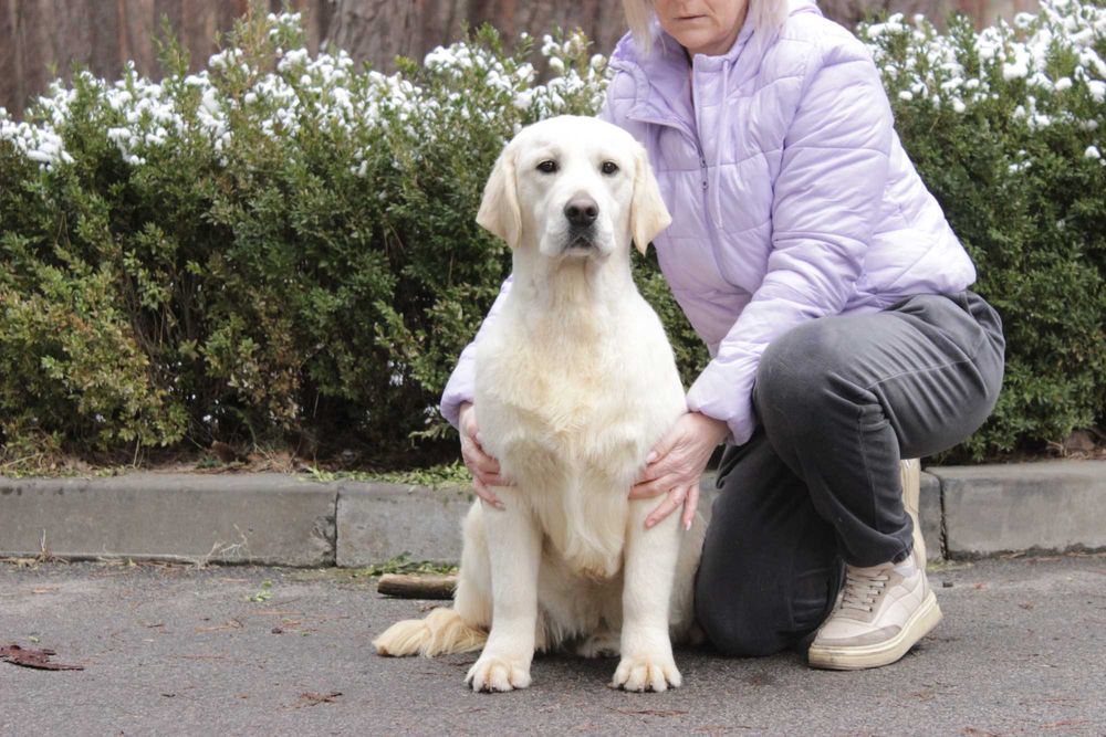 Цуценя Голден Ретривер