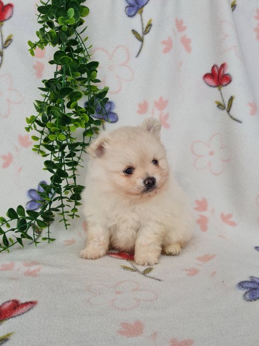 Exuberante mini Lulu da Pomerania / Spitz Alemão Anão de Qualidade