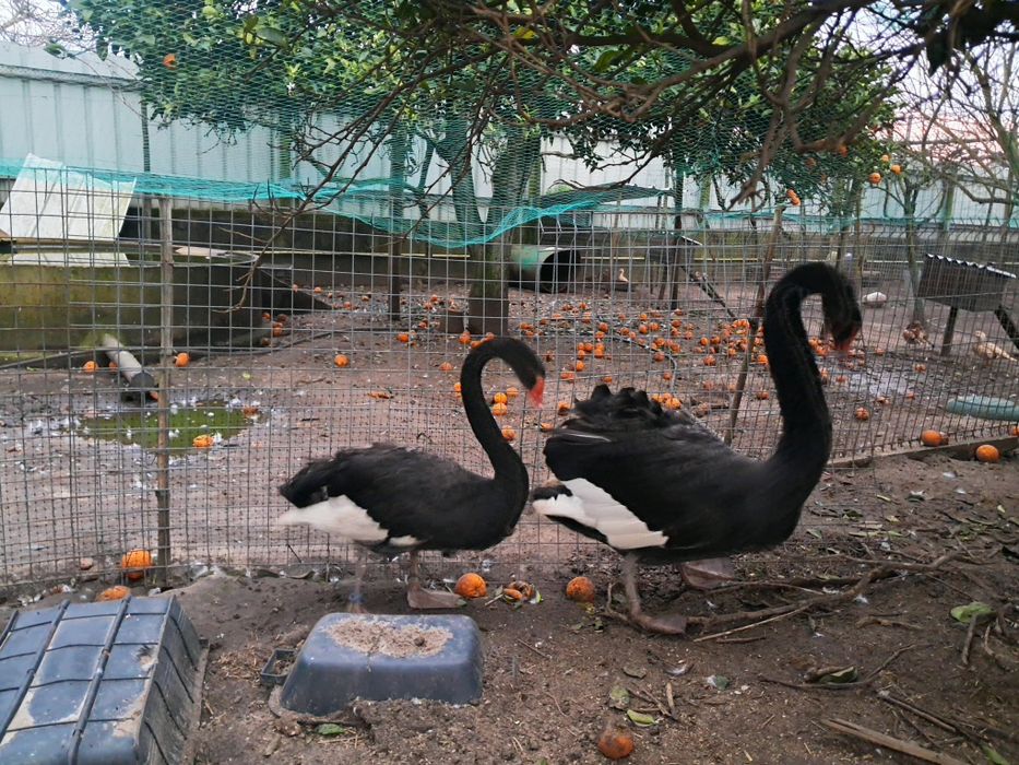 Cisnes pretos bebés