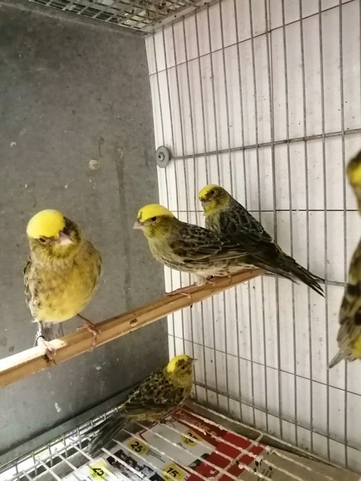 Canários lizard Cascais