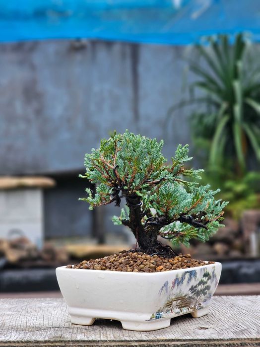 Bonsai juniperus blue