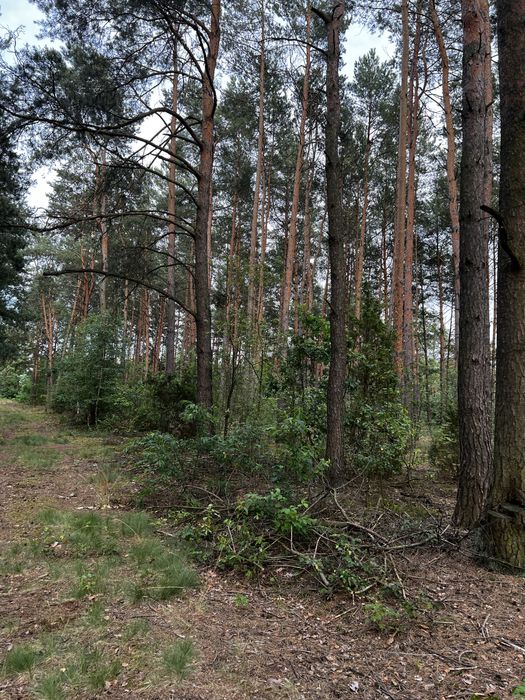 Dzialka Anastazew Mostówka  las, natura