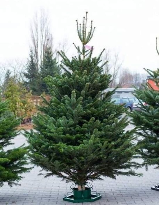 Jodła choinki z dowozem dostawą choinki z dostawą do domu żywe świerk