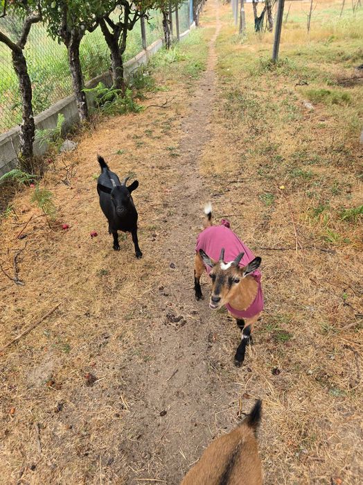 Cabras Anãs Adoráveis – Carinhosas e Bem Socializadas
