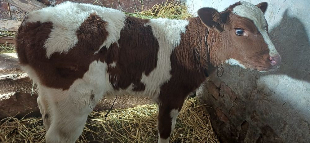 Продам молочного бичка