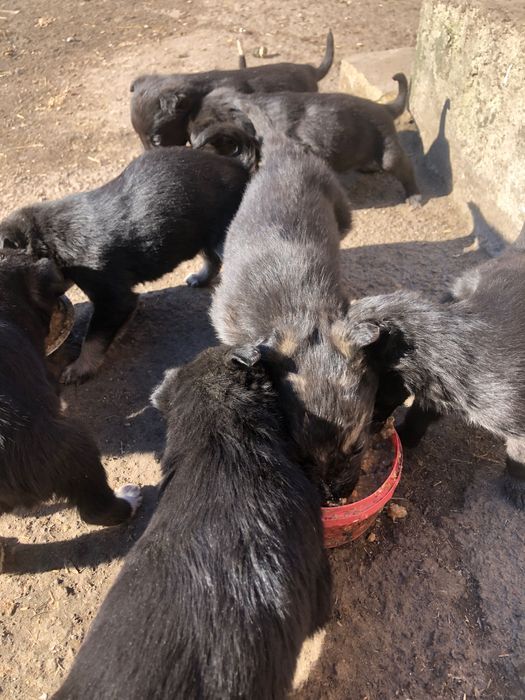 Цуцики шукають нову домівку