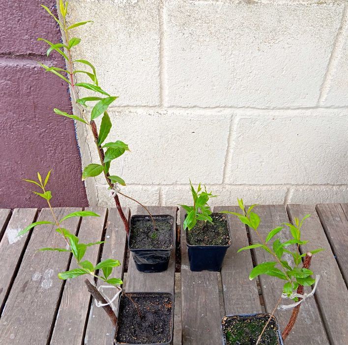 Гранат, сорт Ак-Дона