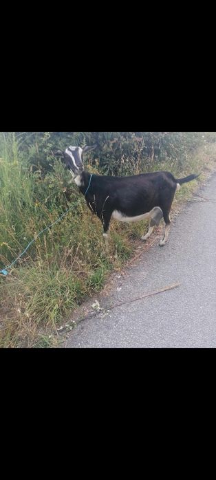 Cabras cabritos ovelhas e borregos para venda