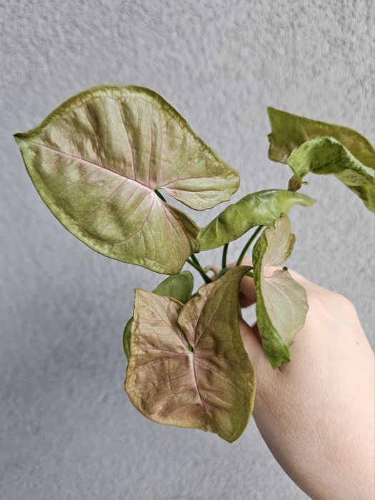 Syngonium Pink Mosaic w hydroponice