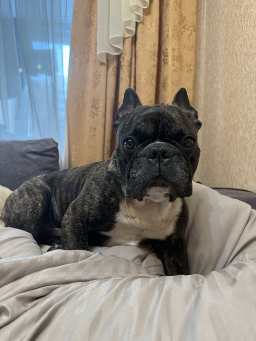 Вʼязка французького бульдога, Кобель.Безкоштовно