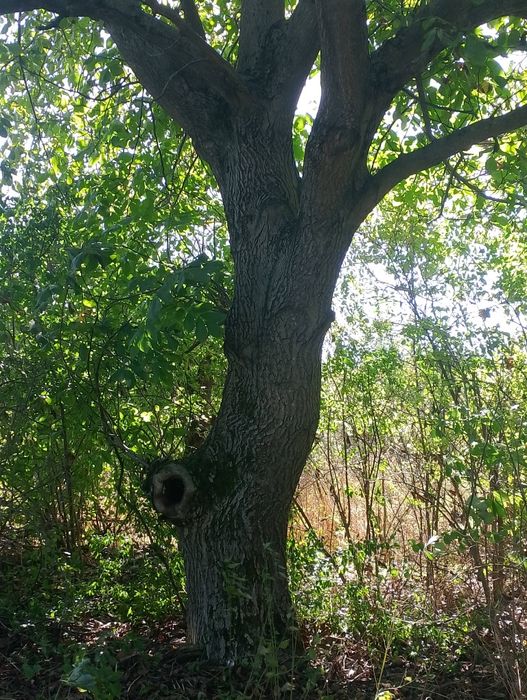 Drzewo orzech włoski