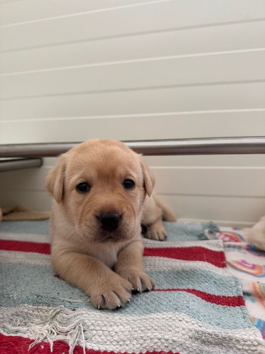 Labrador Retriever - Cachorrinho disponível (LOP + Afixo)