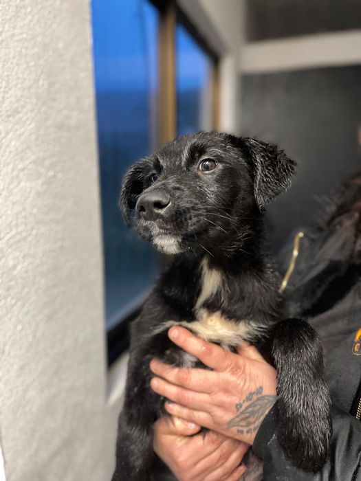 Bebés 3 meses para adoção responsável