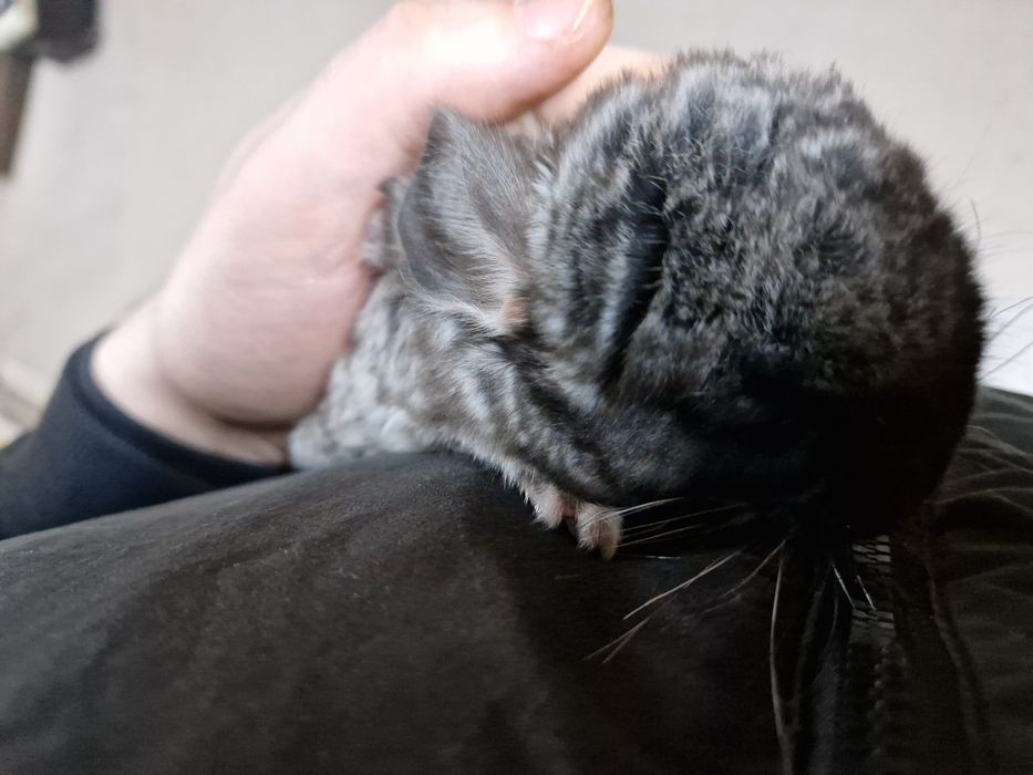 Szynszyl standard aksamitny-ciemny oraz standard i beż
Szylki młode i