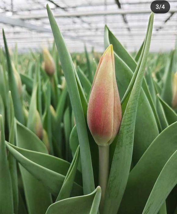 Цибулини тюльпанів на опт