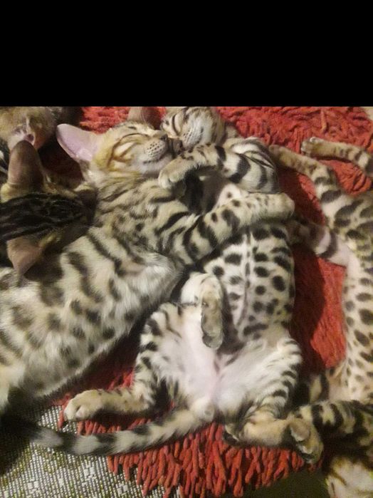 Котенята бенгали