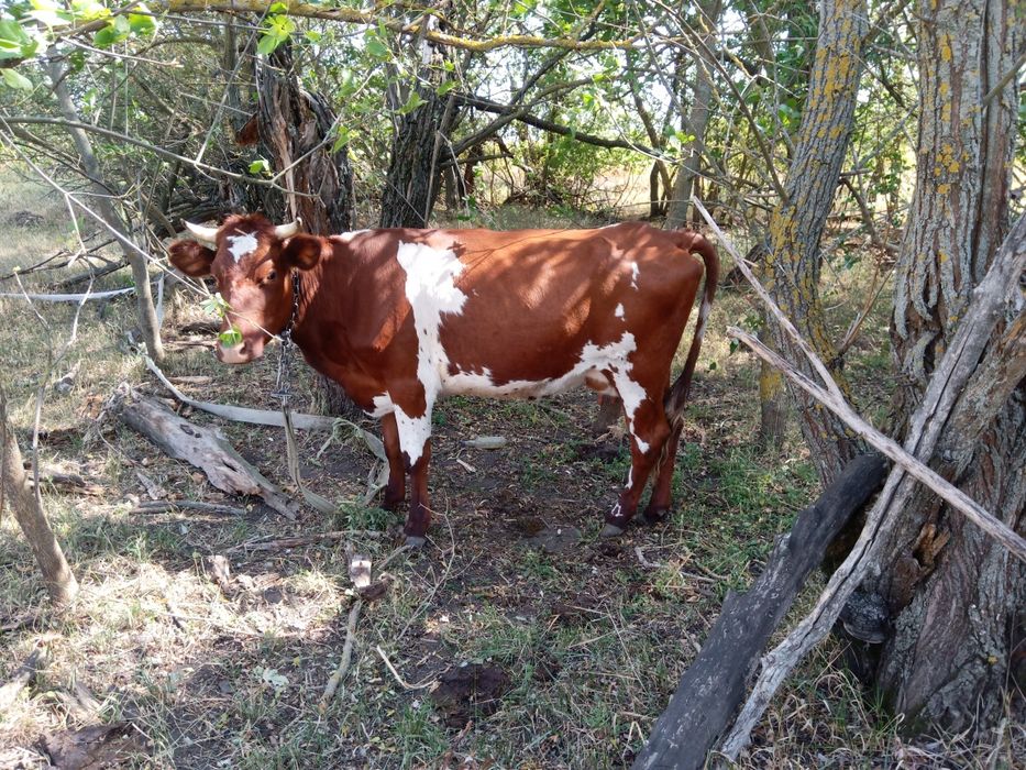 Продам срочно корову голштин