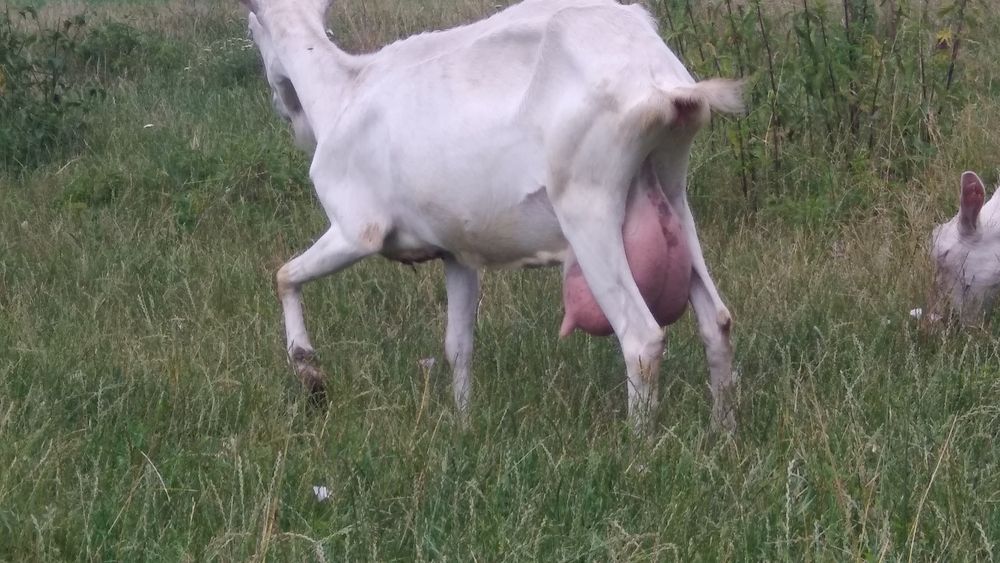 Козли зааненські