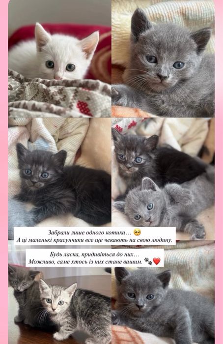 Кошинята шукають сімʼю безкоштовно
