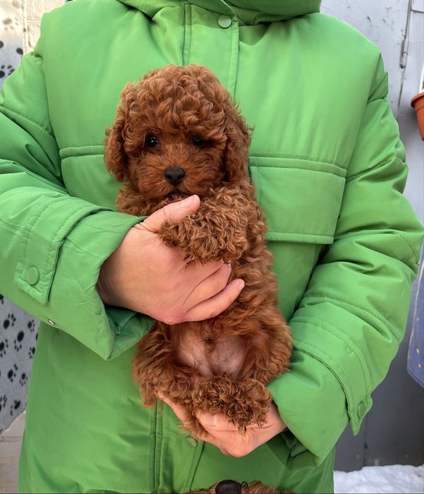 Супер шикарні хлопчики той пудель