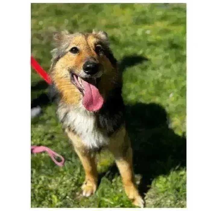 Активный контактный пес ищет дом