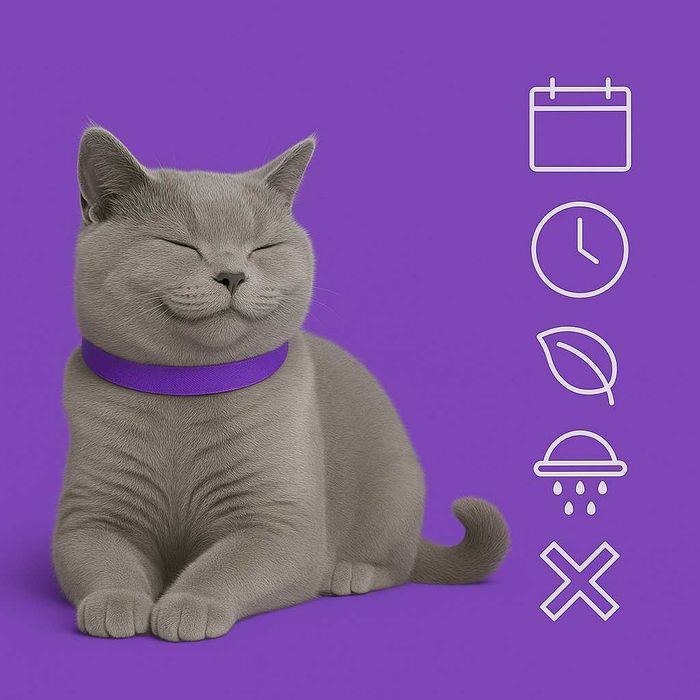 Obroża Dla Kota Uspokajająca Feromonowa Antystresowa 38 Cm Fioletowa