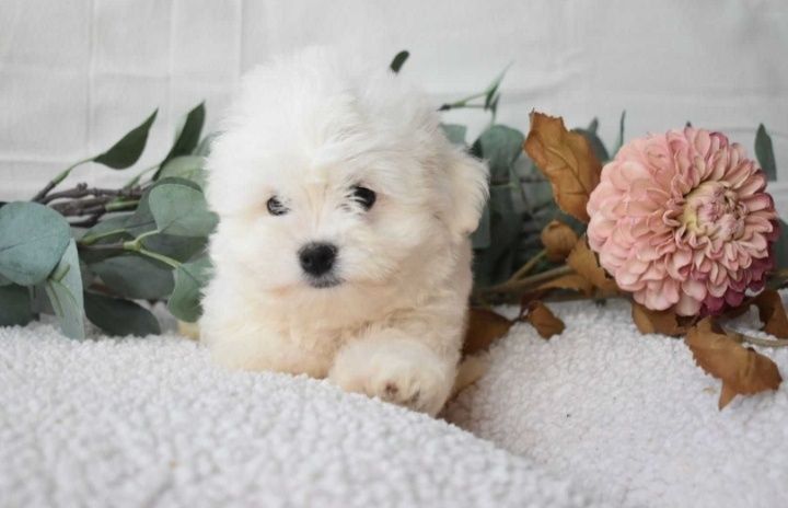 Bichon maltês. Super Mini. Maravilhoso. Branco. Menino