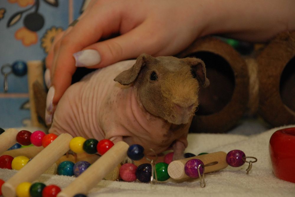 Лиса морська свинка Скінні, гіпоалергенна свинка, свинка без шерсті