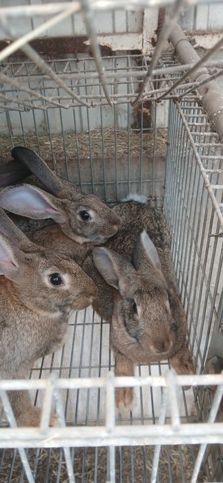 Coelhos caseiros