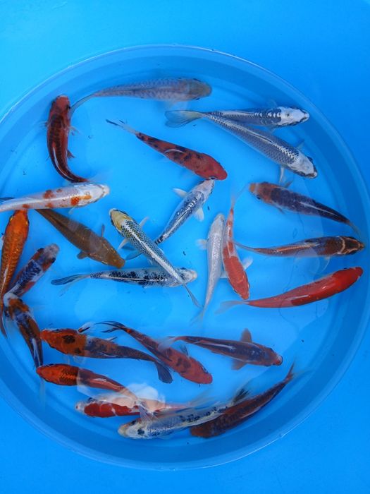 Carpas  koi 15cm