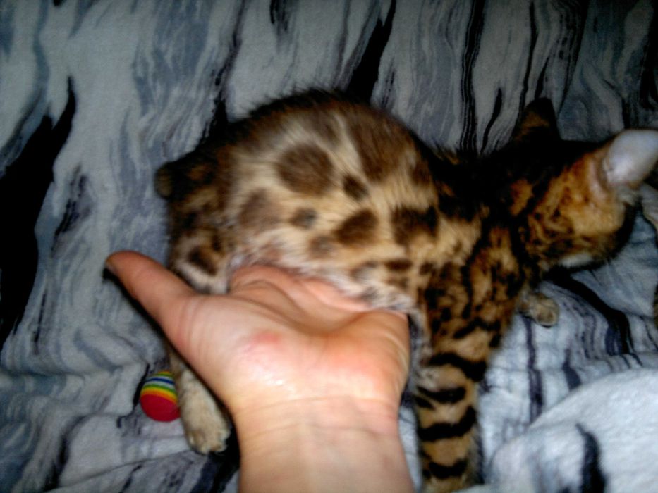 Яскравий бенгальчик BENn24.  Лагідний і няшний хлопчинка