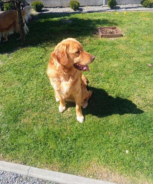 Golden retriever