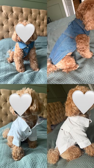 одяг для собак середніх порід ,амуніція zee dog,chocho