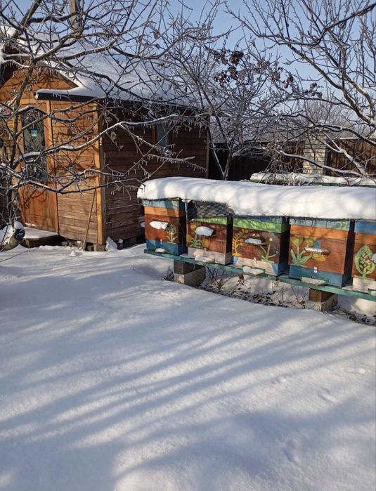 Бджоли, вулики, пакети