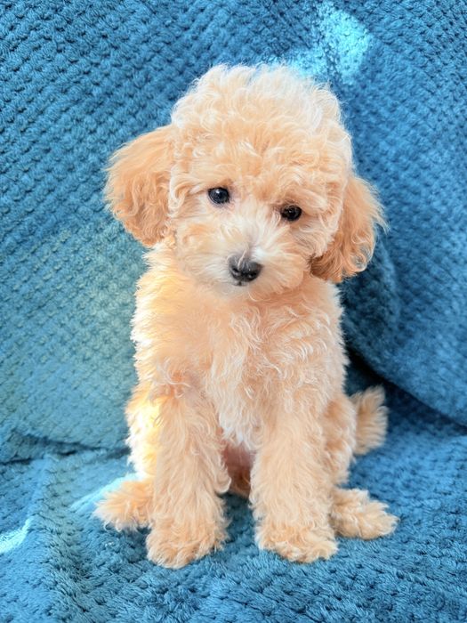 MALTIPOO F1B  po pudlu Toy - suczka