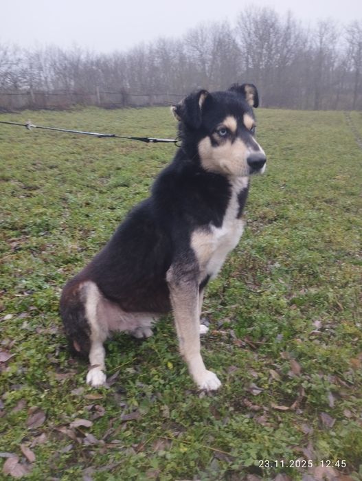 Хаскі хлопчик 2 роки віддаємо