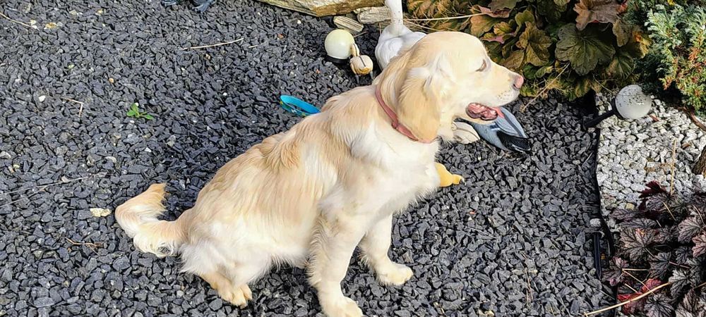 Golden Retriever piesek po Champion PL