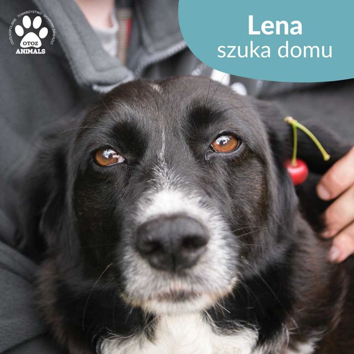Przemiła Lena szuka domu!