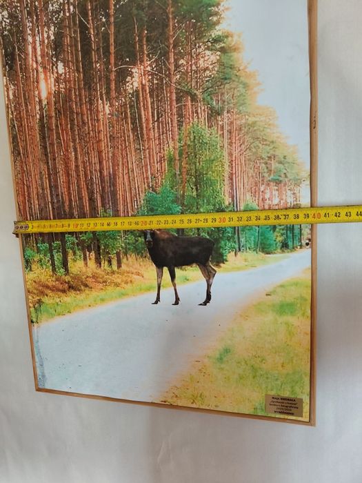 Obraz dekoracyjny drewniany 40x57cm na ścianę łoś przyroda