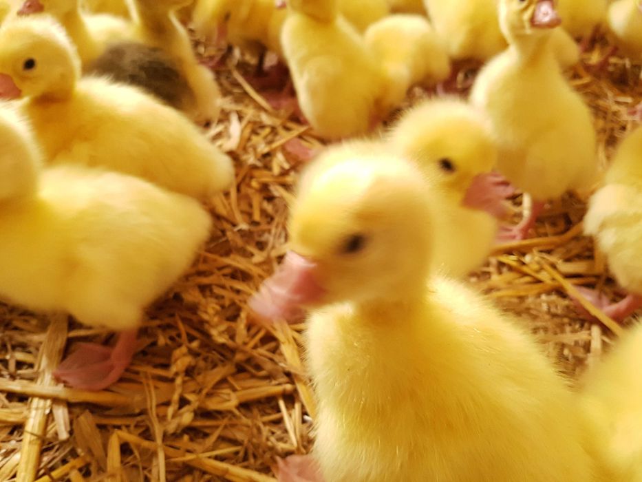 Gęsi pisklęta do dalszego odchowu  landes, kartuska dostawa Gratis