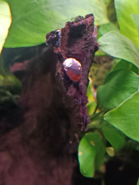 В акваріум равлик"теодоксус"