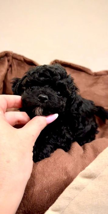 Чарівна дівчинка Мальтіпу